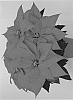 Euphorbia%20pulcherrima%20Willd.%20%27Dueferra%27