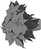 Euphorbia%20pulcherrima%20Willd.%20%27Duepobouq%27