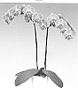 Phalaenopsis%20hybrida%20%27FLOR254033%27