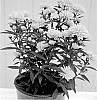 Symphyotrichum%20novi-belgii%20%27Zanaslisu%27