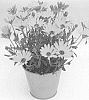 Osteospermum%20ecklonis%20Norl%20%27KLEOE15267%27
