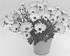 Osteospermum%20ecklonis%20%27KLEOE15272%27