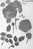 Rosa%20hybrid%20%27Poulpah090%27