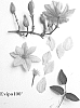 Clematis%20viticella%20%27Evipo100%27