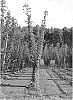 Humulus%20lupulus%20L.%20%27Furano%200901B%20go%27