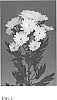 Chrysanthemum%20x%20morifolium%20Ramat.%20%27Zanmubonimp%27
