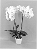 Phalaenopsis%20hybrid%20%27PHALFOWIC%27