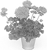 Pelargonium%20zonale%20%27KLEPZ15403%27