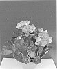 Begonia%20x%20hiemalis%20%27Bkpbeeas%27