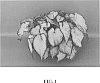 Caladium%20x%20hortulanum%20%27Icicle%27