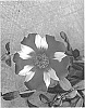 Portulaca%20plant%20named%20%22LAZPRT1708%27