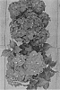Hydrangea%20macrophylla%20%27H216901%27