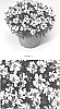 Iberis%20sempervirens%20%27IBSZ0004%27