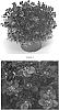 Saxifraga%20x%20arendsii%20%27SAXZ0013%27