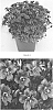 Saxifraga%20x%20arendsii%20%27SAXZ0016%27