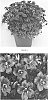 Saxifraga%20x%20arendsii%20%27SAXZ0016%27