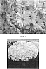 Chrysanthemum%20x%20morifolium%20%27CIFZ00034%27