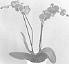 Phalaenopsis%20hybrid%20%27PHALUFREL%27