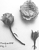 Rosa%20hybrid%20%27Poulpar098%27