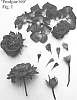 Rosa%20hybrid%20%27Poulpar100%27