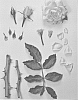 Rosa%20hybrida%20%27KORforst750%27