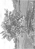 Citrus%20limon%20%27Silva%27s%20Seedless%27