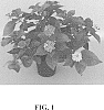 Lantana%20camara%20L.%20%28Lantana%20strigocamara%20R.W.%20Sanders%29%20%27UF-1011-2%27