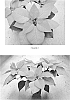 Euphorbia%20pulcherrima%20%27EURZ0003%27