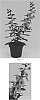 Angelonia%20angustifolia%20%27Balang15434%27