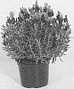 Lavandula%20stoechas%20%27KLELV15115%27