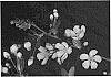 Cherry%20tree%20rootstock%20named%20%27CASS%27