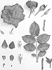 Rosa%20hybrida%20%27KORvuebell%27