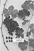 Vitis%20vinifera%20%27Sugrafortynine%27