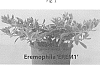 Eremophila%20glabra%20%27EREM1%27