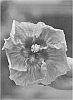 Hibiscus%20rosa-sinensis%20%27DUP-CHIP%27