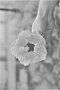 Hibiscus%20rosa-sinensis%20%27DUP-SWTP%27