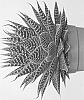 %20x%20Gasteraloe%20hybrid%20%27Aurora%27