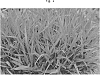 Zoysia%20macrantha%20%27LSA01%27