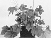 %20x%20Heucherella%20hybrid%20%27Art%20Nouveau%27