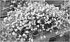 Sutera%20grandiflora%20%27KLESG15004%27