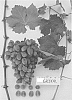 Vitis%20vinifera%20%27Sugrafifty%27