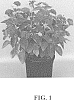Lantana%20camara%20L.%20%28Lantana%20strigocamara%20R.W.%20Sanders%29.%20%27UF-1013A-2A%27