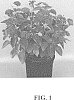 Lantana%20camara%20L.%20%28Lantana%20strigocamara%20R.W.%20Sanders%29.%20%27UF-1013A-2A%27