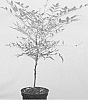 Nandina%20domestica%20%27Selten004%27