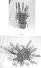 Liatris%20spicata%20%28L.%29%20Willd.%20%27BCLT-08.001%27