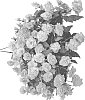 Begonia%20tuberhybrida%20%27KERBESPIROS%27