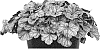 Heuchera%20hybrid%20%27Flores%20Sea%27