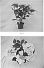 Hydrangea%20macrophylla%20%28Thunb.%29%20%27BCHY-11.026%27