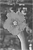 Hibiscus%20rosa-sinensis%20%27DUP-RDBD%27