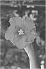 Hibiscus%20rosa-sinensis%20%27DUP-RDBD%27